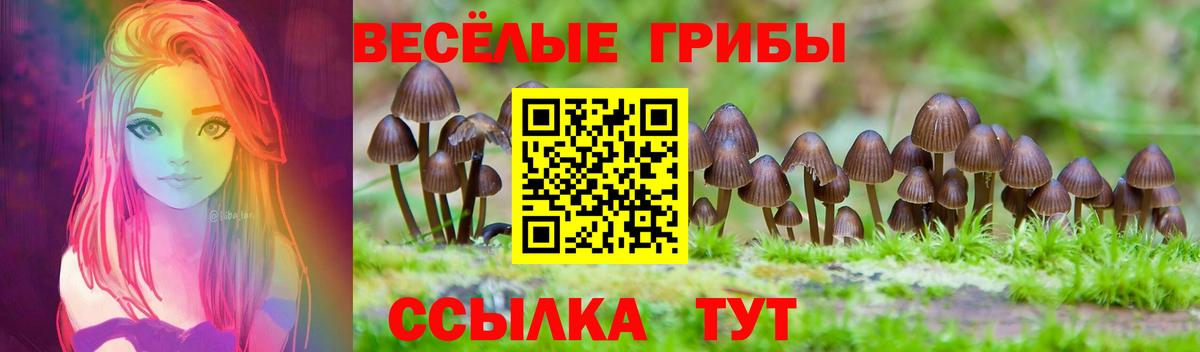 Галлюциногенные грибы Psilocybe Ульяновск